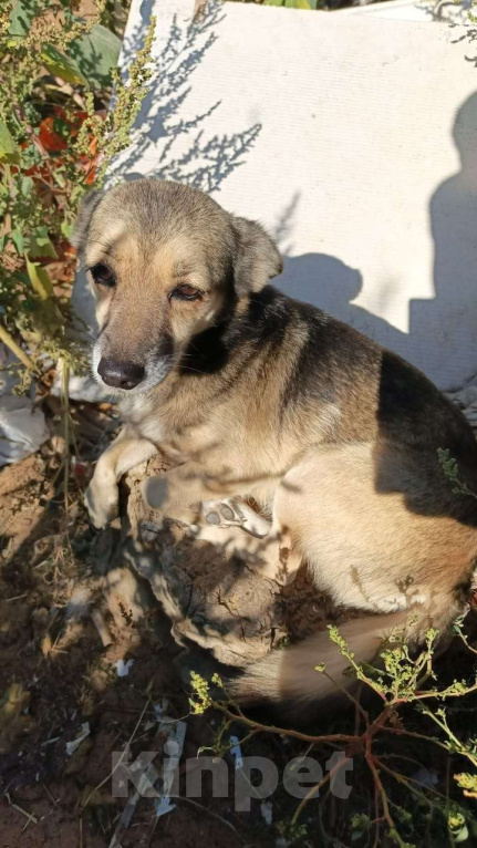 Собаки в Москве: Малышка в добрые руки Девочка, Бесплатно - фото 3