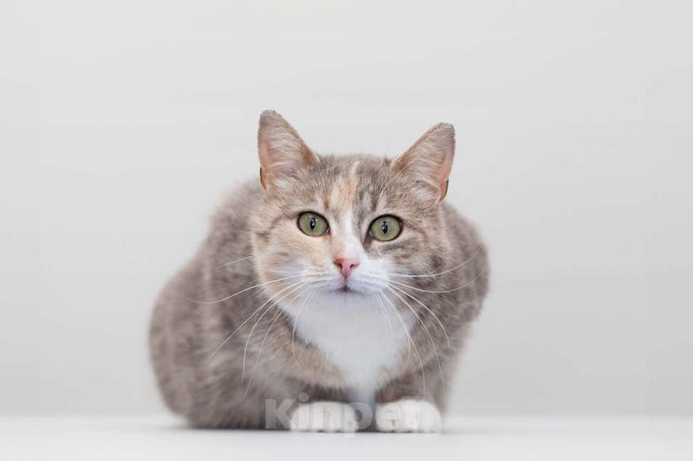 Кошки в Москве: кошка Кайа в добрые руки Девочка, Бесплатно - фото 3