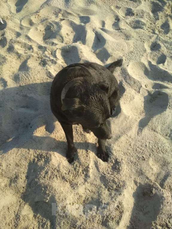 Собаки в Балтийске: Отдам помесь лабрадора и дворняги в хорошие руки Мальчик, Бесплатно - фото 6