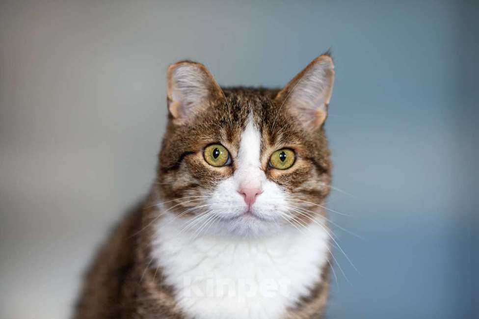 Кошки в Москве: Кот Филя в добрые руки Мальчик, Бесплатно - фото 1