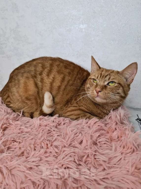 Кошки в Москве: Рыжий кот в добрые руки Мальчик, Бесплатно - фото 2