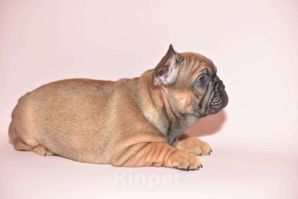Собаки в Москве: Мальчик французского бульдога  Мальчик, 60 000 руб. - фото 5