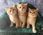 Кошки в Самаре: Котята Девочка, 35 000 руб. - фото 1