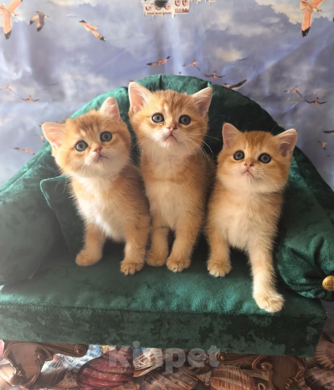 Кошки в Самаре: Котята Девочка, 35 000 руб. - фото 1