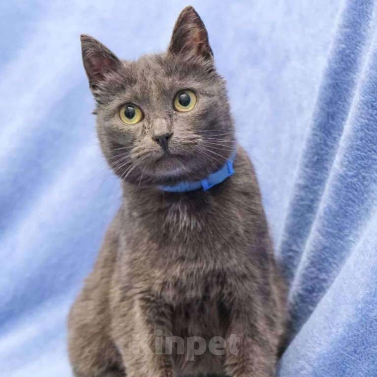 Кошки в Москве: Лечебная кошечка Девочка, Бесплатно - фото 2