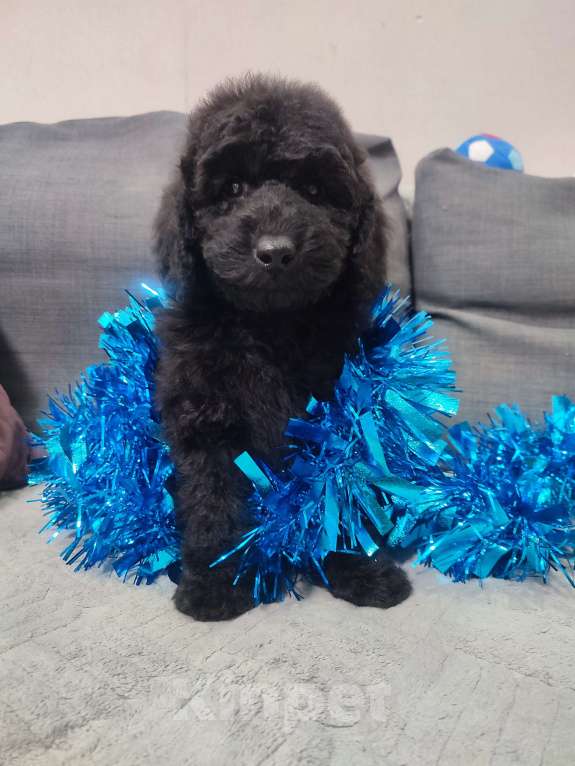 Собаки в других городах Московской области: Щенки пуделя малого и миниатюрного Мальчик, 70 000 руб. - фото 3