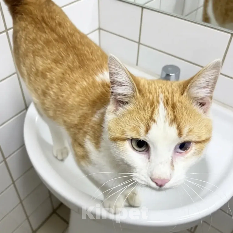 Кошки в Санкт-Петербурге: Самый ласковый котик Мальчик, Бесплатно - фото 2