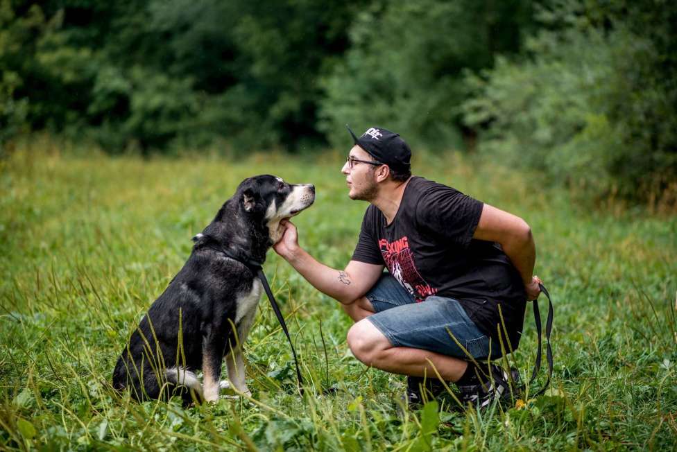 Собаки в Москве: Несси Девочка, Бесплатно - фото 3