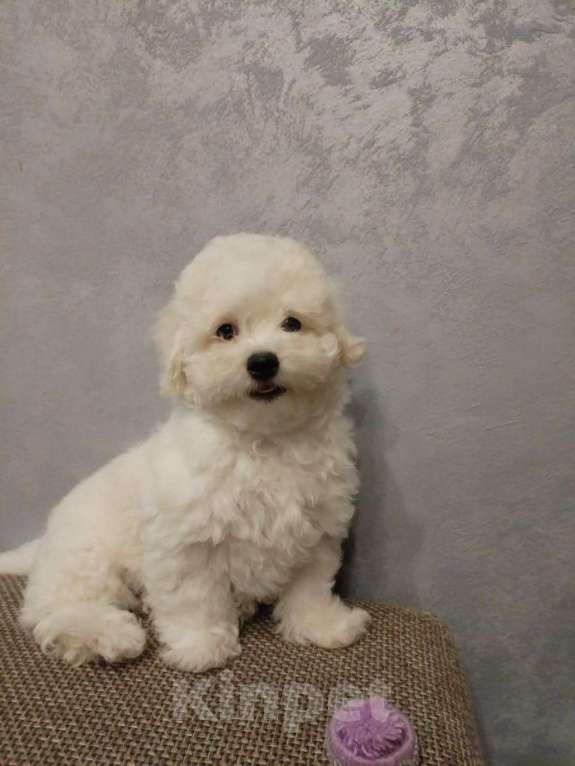 Собаки в Мытищах: Девочка 3 Девочка, 55 000 руб. - фото 1