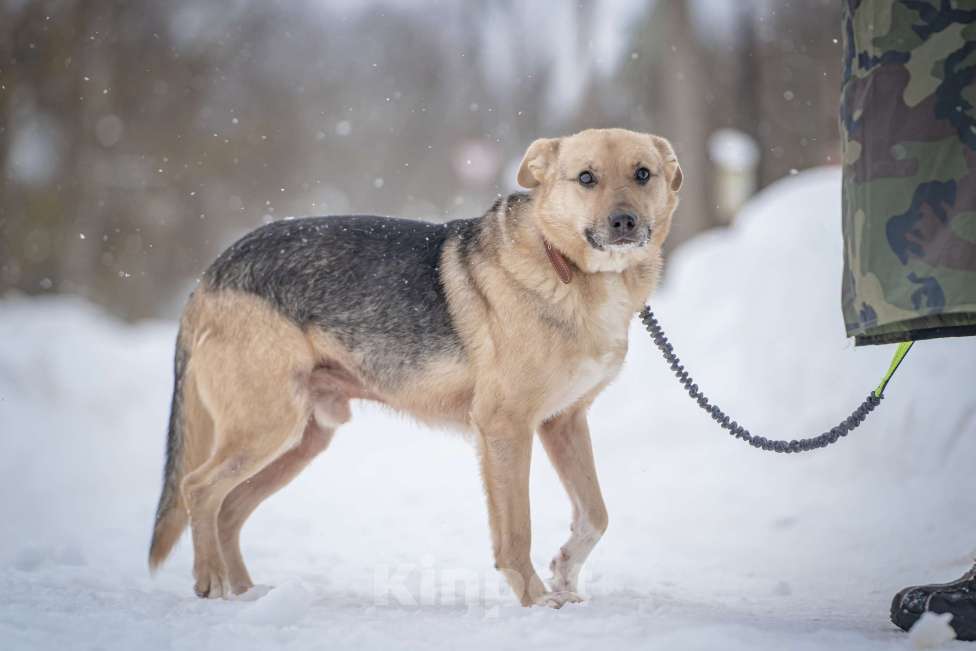 Собаки в Москве: Собака улыбака Джонни ждет своего родного человека, свою семью! Мальчик, Бесплатно - фото 1