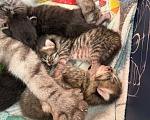 Кошки в Краснодаре: Кошка ищет дом себе и 4 котятам Девочка, Бесплатно - фото 8