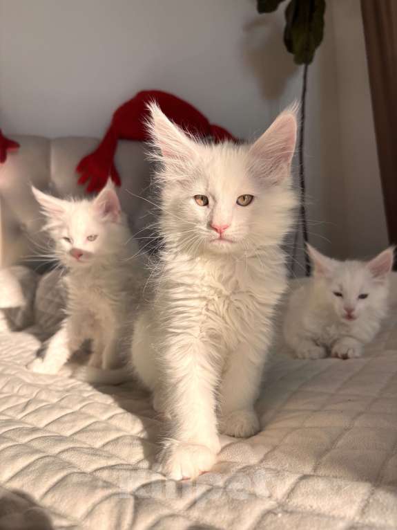 Кошки в Калининграде: Чистокровный котенок Мэйкун Мальчик, 50 000 руб. - фото 3