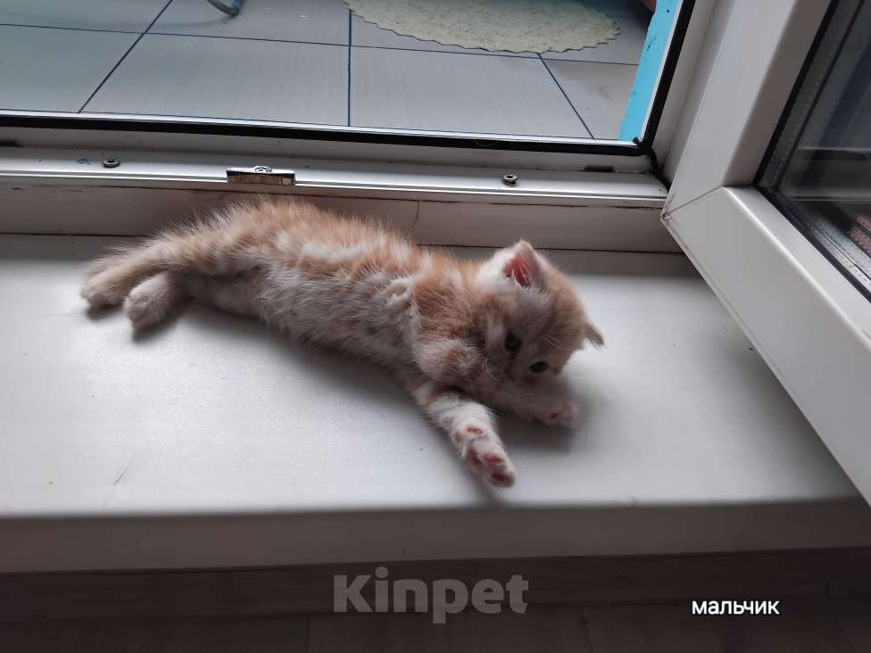 Кошки в Новосибирске: Шотландики Мальчик, 7 000 руб. - фото 3