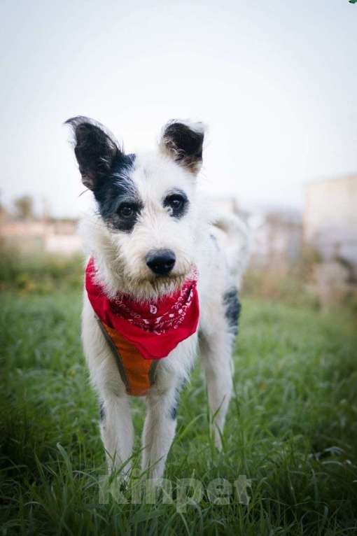 Собаки в Москве: Весельчак Добби в поисках семьи Мальчик, Бесплатно - фото 2