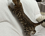 Кошки в других городах Московской области: Бенгальская Кошечка Браун, носитель снега Девочка, 97 000 руб. - фото 4