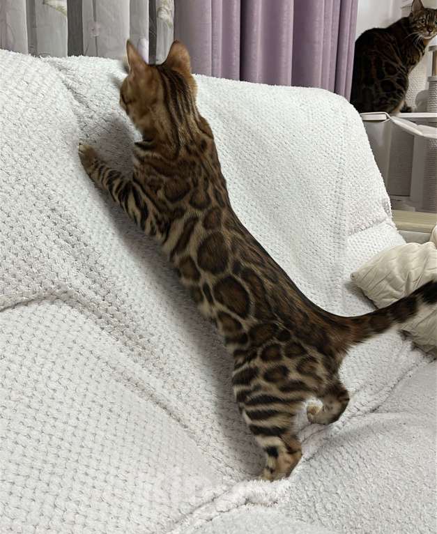 Кошки в других городах Московской области: Бенгальская Кошечка Браун, носитель снега Девочка, 97 000 руб. - фото 4