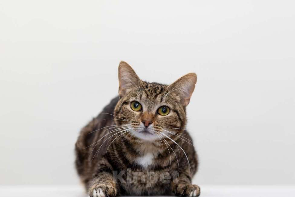 Кошки в Москве: Лисянский Мальчик, Бесплатно - фото 2