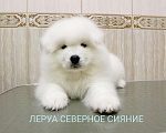 Собаки в Череповце: Щенки Самоедской  Собаки Девочка, 80 000 руб. - фото 1