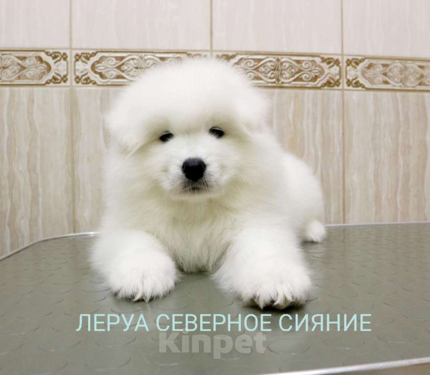 Собаки в Череповце: Щенки Самоедской  Собаки Девочка, 80 000 руб. - фото 1