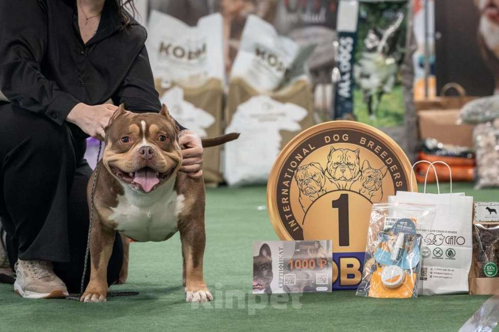 Собаки в Санкт-Петербурге: Щенок Американский Булли Мальчик, Бесплатно - фото 4
