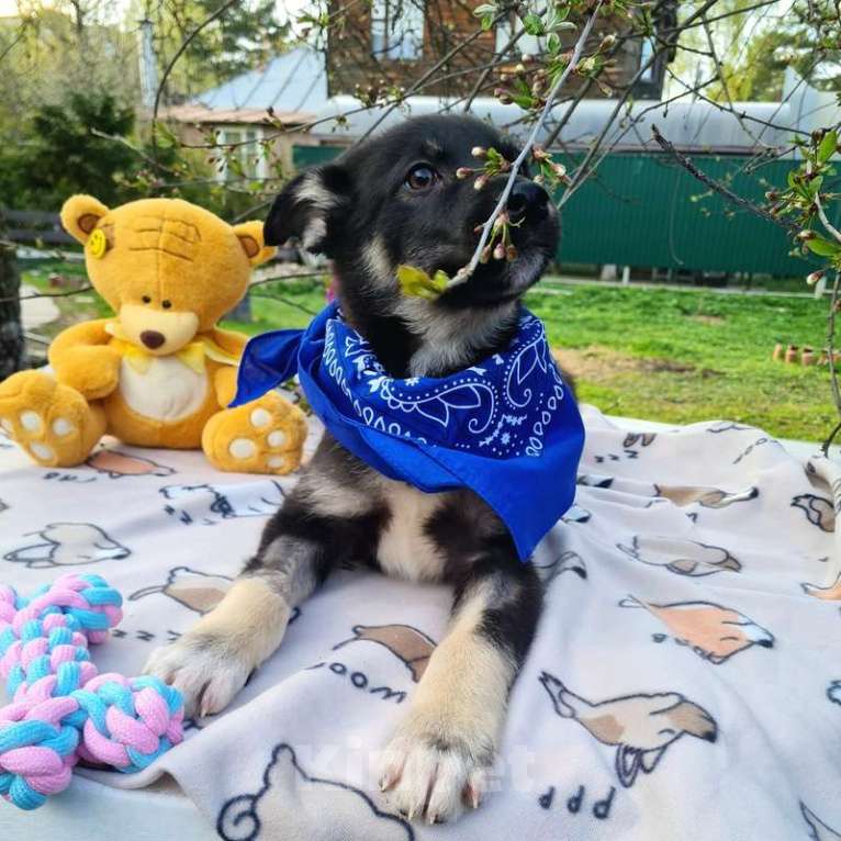 Собаки в Москве: Щенки овчарки в добрые руки Мальчик, Бесплатно - фото 5