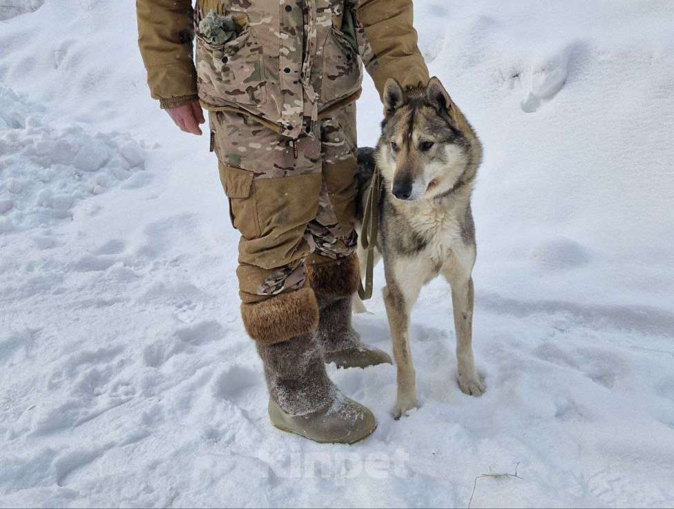 Собаки в Перми: Лайка в деревню Найдёныш Мальчик, Бесплатно - фото 3