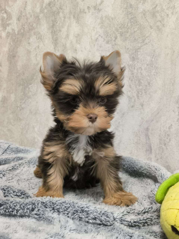 Собаки в Москве: Цветной йорк Мальчик, 63 000 руб. - фото 2