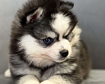 Собаки в Санкт-Петербурге: Шикарный мальчик помски  Мальчик, Бесплатно - фото 1