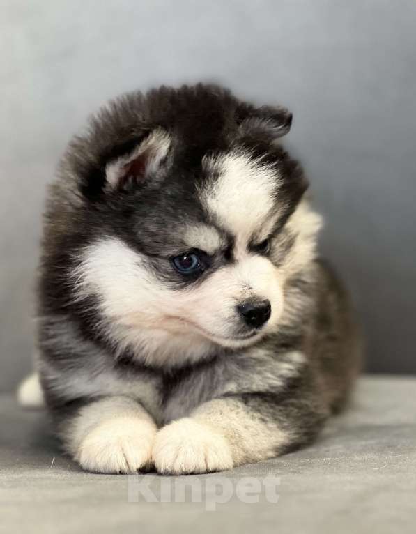 Собаки в Санкт-Петербурге: Шикарный мальчик помски  Мальчик, Бесплатно - фото 1