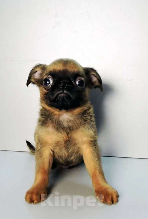 Собаки в Мытищах: Пти брабансон мини Мальчик, 50 000 руб. - фото 1