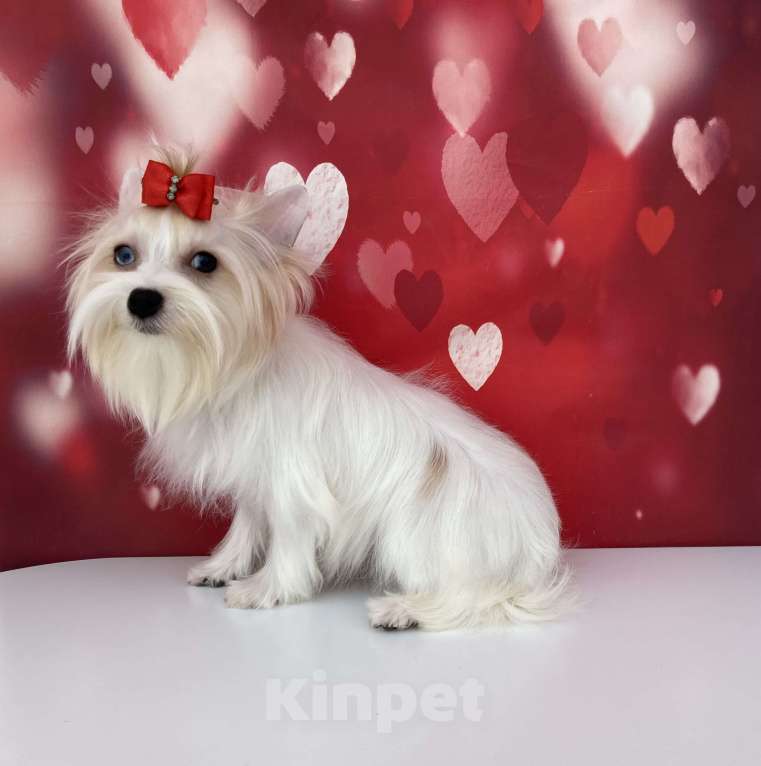 Собаки в Москве: Белый йорк девочка голубоглазая Девочка, 120 000 руб. - фото 6