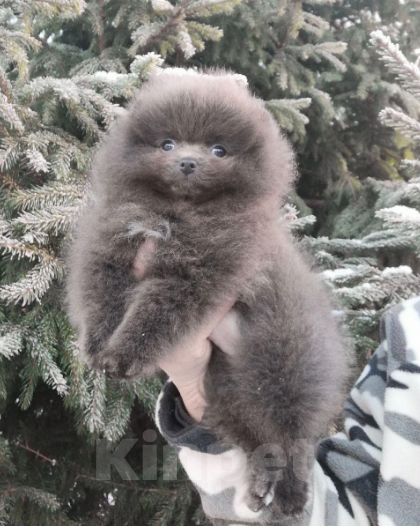 Собаки в Санкт-Петербурге: Мини девочка шпиц  Девочка, Бесплатно - фото 2