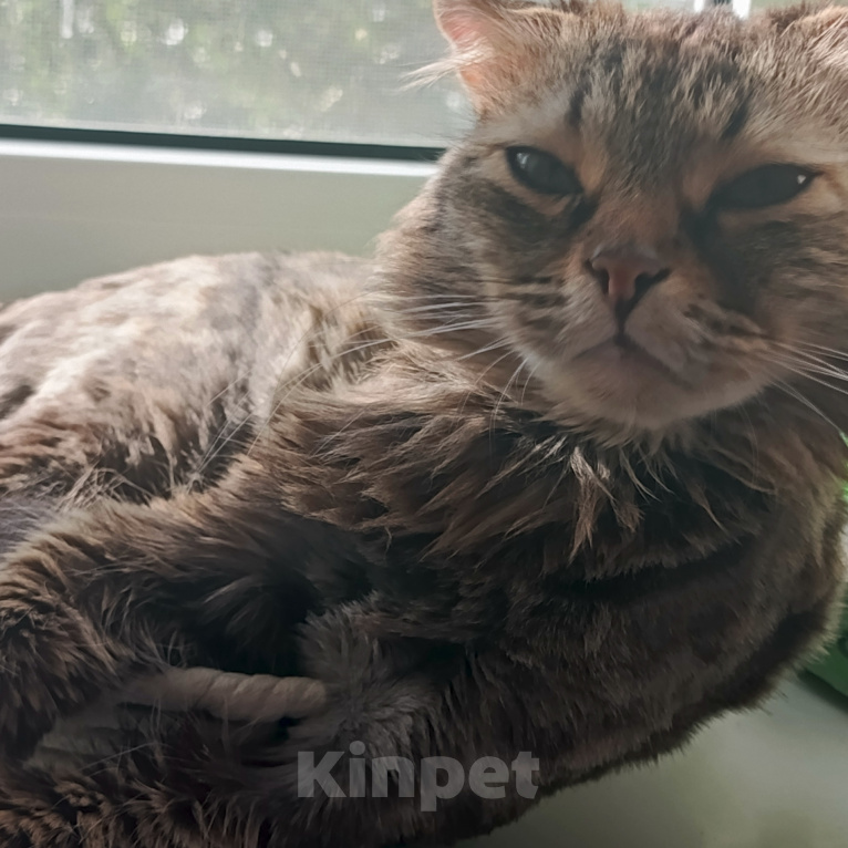 Кошки в Волгограде: Потерялась кошка Девочка, Бесплатно - фото 2