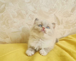 Кошки в Москве: Чудесная Малышка Девочка, 65 000 руб. - фото 2