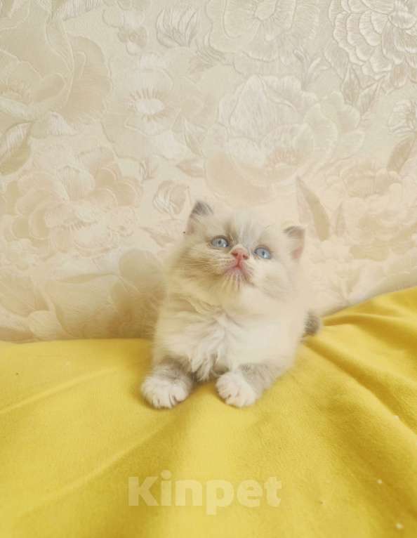 Кошки в Москве: Чудесная Малышка Девочка, 65 000 руб. - фото 2