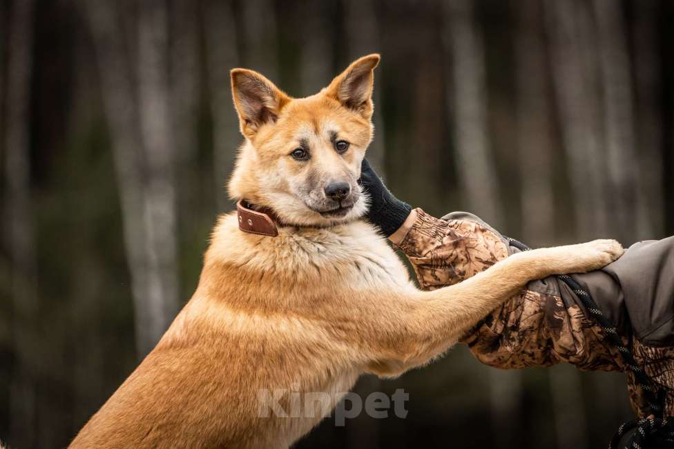 Собаки в Клине: Хеди — настоящая искорка счастья Девочка, Бесплатно - фото 9