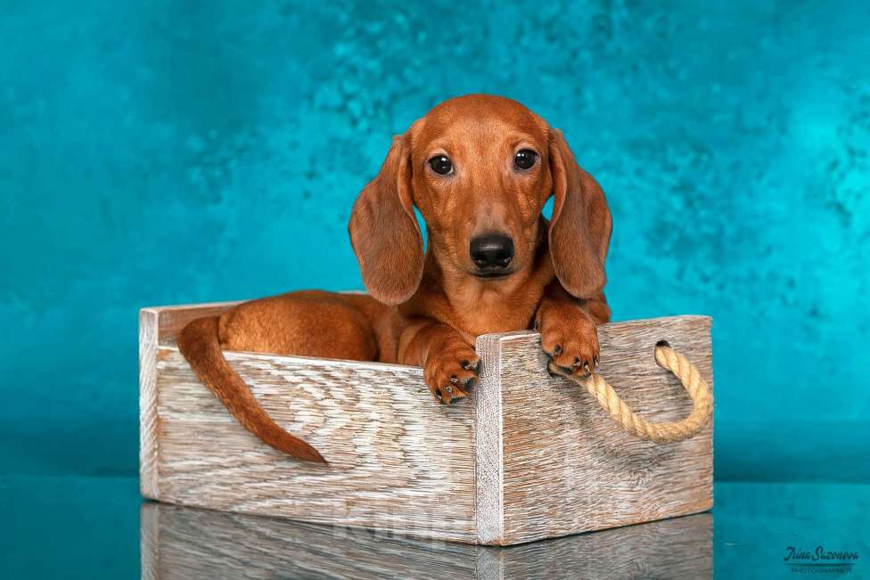 Собаки в Королеве: Породные щенки ТАКСЫ UCI. МАЛЬЧИКИ Мальчик, 55 000 руб. - фото 5