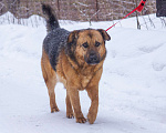 Собаки в Люберцах: Самый добрый и спокойный Бой в поисках самого теплого дома Мальчик, 10 руб. - фото 4