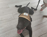 Собаки в Москве: продам щенков питбуля  Мальчик, 10 000 руб. - фото 4