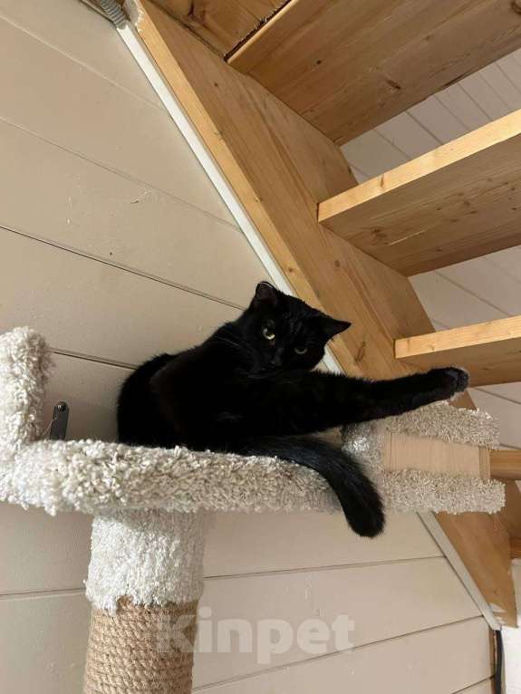 Кошки в Москве: Ищет дом прекрасная кошка Сабрина. Девочка, Бесплатно - фото 5