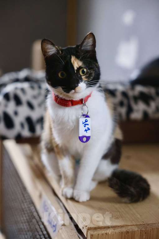 Кошки в Москве: Котопакся ищет дом Девочка, Бесплатно - фото 3