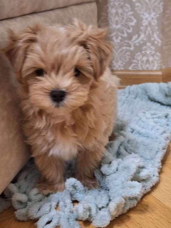 Собаки в Ростове-на-Дону: Щенки мальтипу Мальчик, 90 000 руб. - фото 2