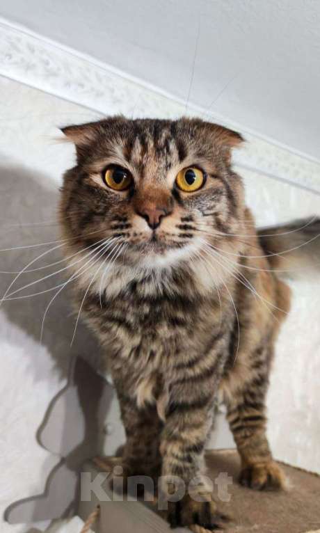 Кошки в Москве: Услада ищет дом Девочка, Бесплатно - фото 1