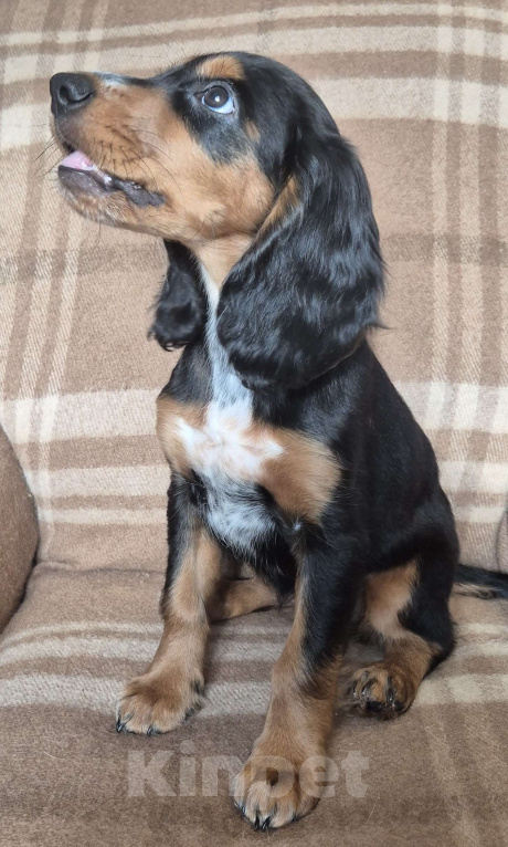 Собаки в Подольске: Щенок русского охотничьего спаниеля Девочка, Бесплатно - фото 2