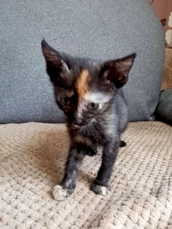 Кошки в Тольятти: Котята  Девочка, 1 руб. - фото 8