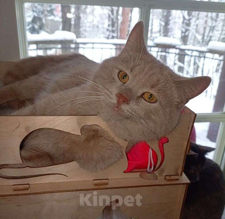 Кошки в Москве: Рыжий вежливый и тактичный кот Стив в добрые руки Мальчик, Бесплатно - фото 1