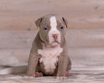 Собаки в Королеве: Американский булли Девочка, 180 000 руб. - фото 3