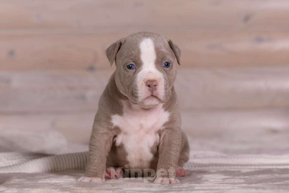 Собаки в Королеве: Американский булли Девочка, 180 000 руб. - фото 3
