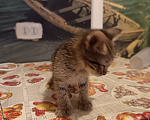 Кошки в Ульяновске: Котенок Мальчик, Бесплатно - фото 3