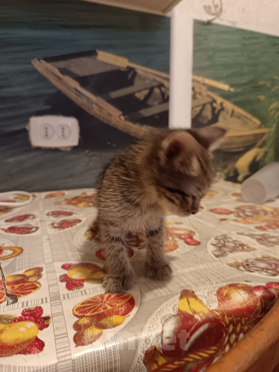 Кошки в Ульяновске: Котенок Мальчик, Бесплатно - фото 3